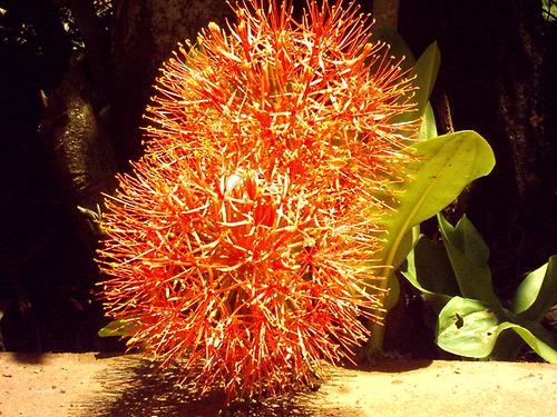 Blood Lily